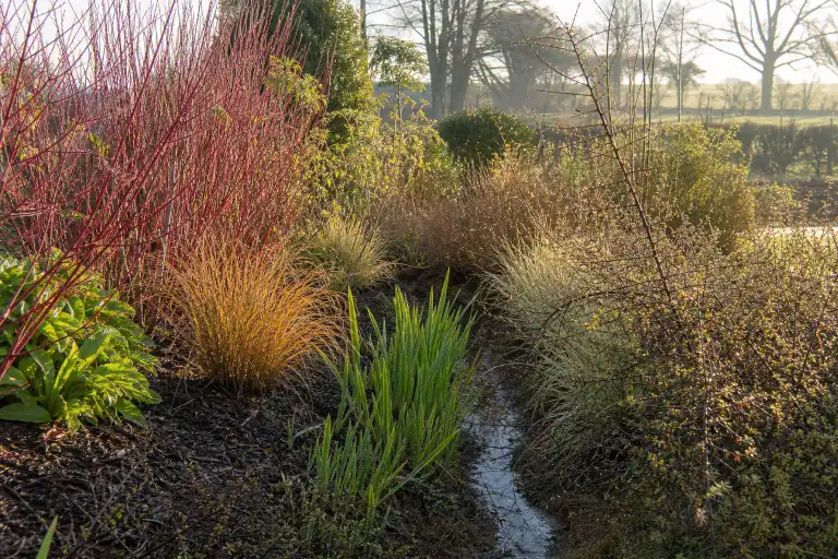 Gros plan d'un massif planté sur sol argilo-limoneux du bocage bressan : graminées, iris et cornouillers autour d'une noue drainante, paillage organique foncé.