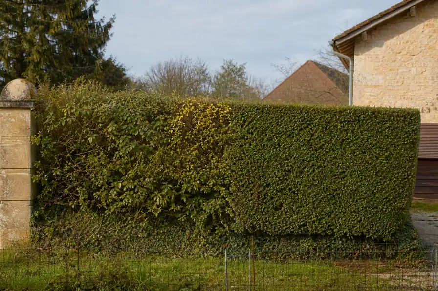 Haie de charmille vue de profil, moitié gauche ébouriffée et moitié droite taillée au carré : le contraste avant/après sur un seul sujet.