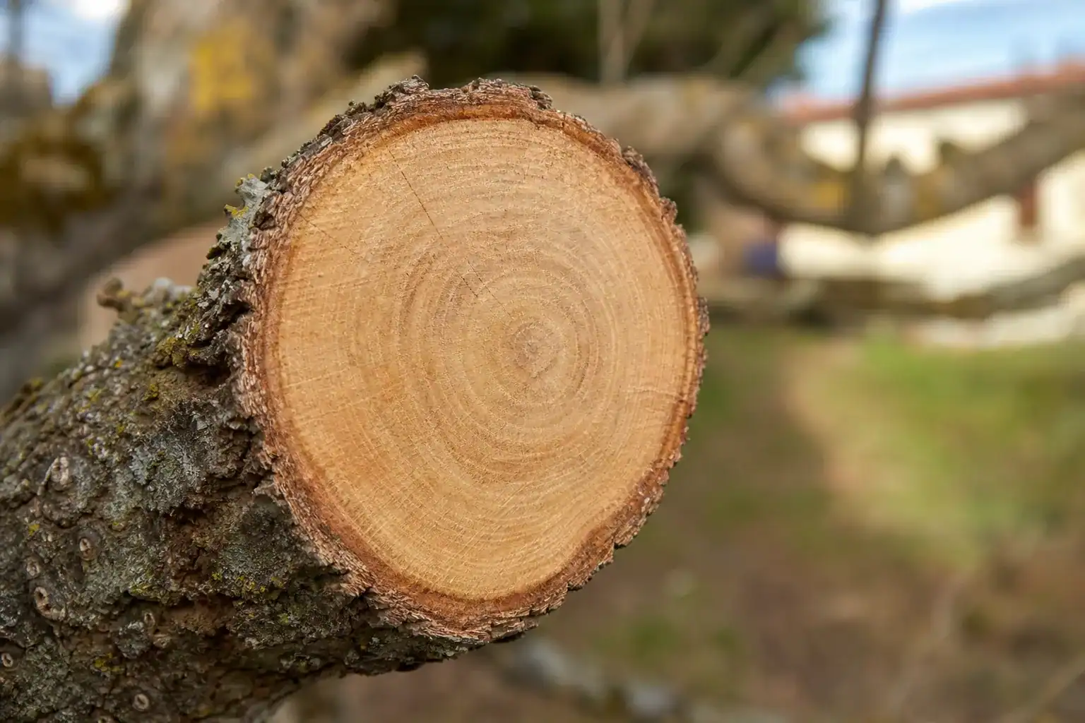 Coupe nette d'une grosse branche de chêne à la scie d'élagage, gros plan sur le bois sain et l'écorce non déchirée.