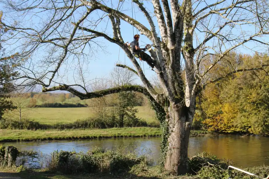 Élagueur encordé taillant un grand frêne au bord d'une rivière bordée de haies bocagères, campagne bressane, ciel d'automne clair, sol propre au pied de l'arbre.