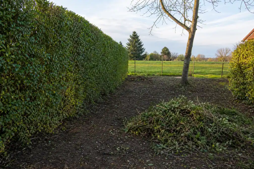 Vue d'un jardin autour de Bourg-en-Bresse après intervention : haie régulière et opaque, déchets de coupe rassemblés proprement, sol dégagé, aucune trace de brûlage.